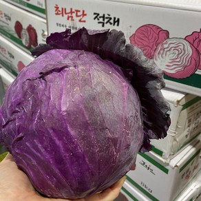 아삭해서 더 맛있는 제주 적채 국산 적양배추, 1개, 1kg