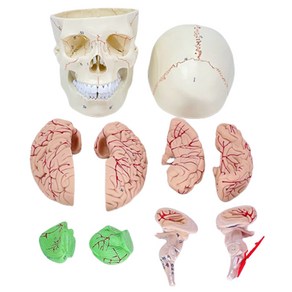 인체 두개골 뇌 해골 모형 뇌해부 해부학 교육 1:1