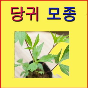 J(소망)당귀모종(10개 묶음)/텃밭용당귀모종판매/, 10개