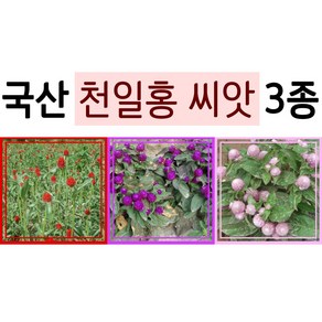 국산 천일홍 씨앗 3종 9월 10월 봄 가을 파종 꽃씨