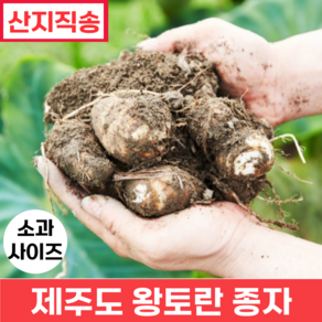 [산지직송] (15g 소과 사이즈) 제주도 왕토란 종자 (생산량이 풍부한 타로 토란종자), 10개, 15g