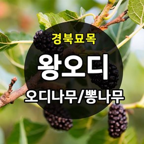 우수한 품종의 나무묘목 유실수 과실수 약용수 조경수 판매중, 왕오디나무, 1개