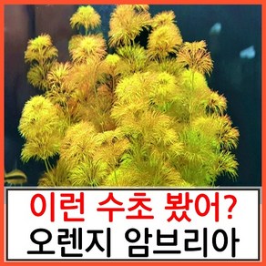 수초하우스) 오렌지 암브리아 5촉