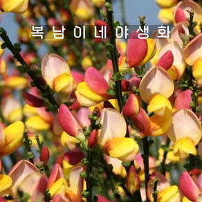 노지월동 애니시다 라코켓 [1개 복남이네야생화 모종 브룸 사이티서스 cytisus], 1개