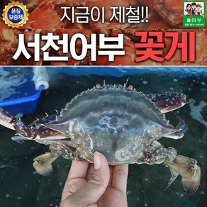 햇꽃게 가을햇꽃게 서산꽃게 서해활꽃게 서천꽃게, 서천 가을꽃게 1kg, 1개