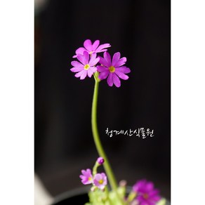 [노지월동] 묵은둥이 돌앵초, 1개
