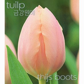 튤립(Tulip) 추식 구근 입고 금강원예, 티스부츠(thijs boots5구), 1개