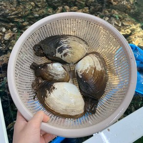 남해안 자연산 왕우럭조개 왕조개 1kg (1-4미), 1개