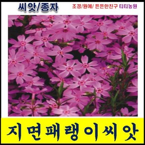 꽃잔디과/지면패랭이씨앗 (300알)/연중파종, 1개