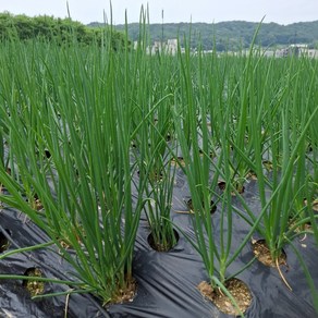 [마트납품] 국내산 충남아산 깐쪽파 산지직송, 1개, 5kg