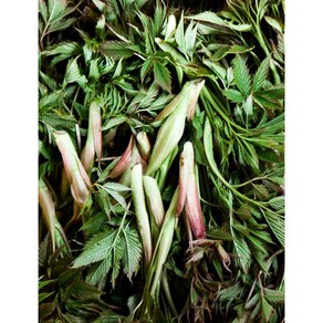 홍천 눈개승마 1kg