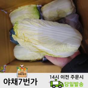 야채7번가 국내산 알배기배추 해풍맞은 알배추 아삭한 쌈배추 쌈채소, 6개, 500g