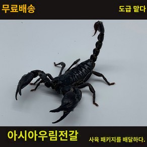 모형 전갈 인형 동물 곤충 장난감 피규어 모델, 사육모래 150g, 1개