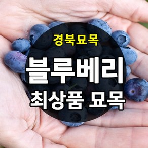 [경북농원] 블루베리 묘목 2~3년생 포트묘 판매중