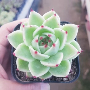 아기자기 예쁜다육이 38종, 6번-[ 블루 드레곤 ], 1개