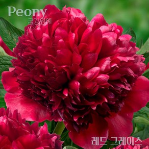 작약(Peony) 숙근 입고 레드 그레이스(2~3촉) 금강원예, 1개