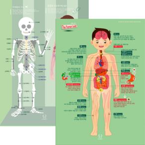 [디자인완두] 인체 2종 1. 우리몸 이야기 2. 뼈와심장 학습벽보 유아포스터 아기벽보