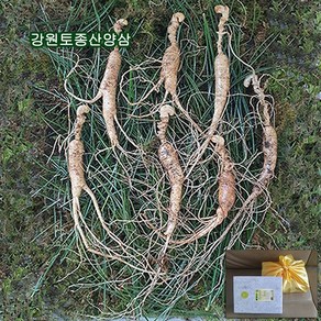 하주니 산양산삼 10년근 강원청정삼 산양삼 장뇌삼 장뇌산삼 야생 산삼 황절삼 무농약 자연산 면역력 명절 설 추석 선물세트 부모님 건강 명품 선물