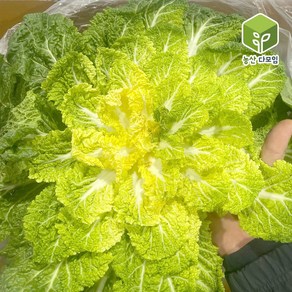 국내산 봄동배추 10kg