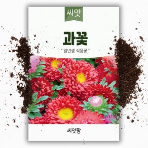 씨앗팜 야생화 꽃씨 과꽃 종자 씨앗 (400립) 국화과 한해살이 일년생, 1개