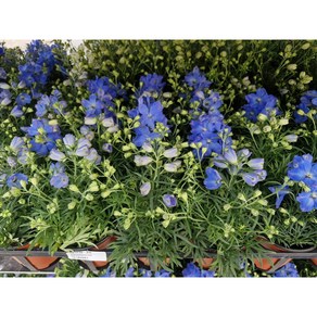 미니델피늄 헝키도리 블루[3개 복남이네야생화 모종 델피니움 락스퍼 delphinium], 3개