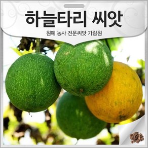 하늘타리 씨앗 하늘수박 종자 하눌타리 과루인 10알, 1개