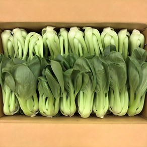 클릭마켓 국내산 청경채 1kg 마라탕 샤브샤브 용