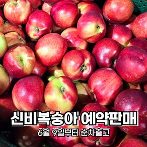 [6월9일 이후 순차발송] 예약필수! 1년을 기다린 신비복숭아 중과 고당도 프리미엄 제철 여름 과일 복숭아 대극천 딱딱이 백도, 1박스, 중과 1kg(12과 내외)