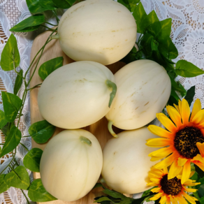 이담 고당도 경북 설향메론, 1개, 2kg(3-5과)