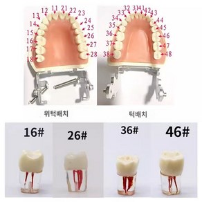 모형 모델 스케일링 이빨 분리 실습 잇몸 구강 덴티폼, 토탈 마우스피스 1개 16# 10개, 1개