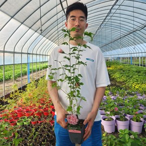 세종원예농원 라벤다쉬폰 3년 수입 겹꽃 무궁화 나무 포트묘목, 핑크쉬폰, 1개