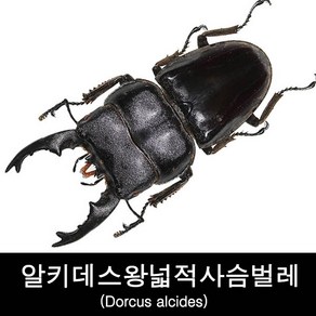 알키데스왕넓적사슴벌레표본-장치75-79mm