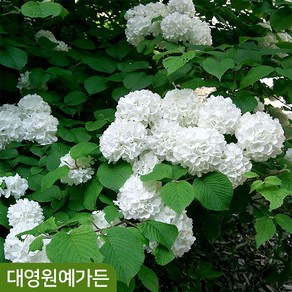 설구화 키150cm 꽃 나무 수구화 흰색