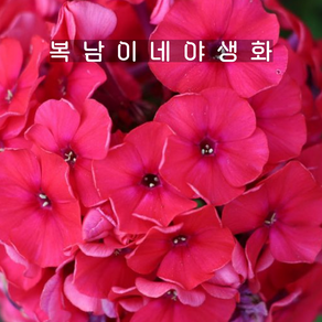 프록스 소품 레드라이딩후드 [3포트 복남이네야생화 모종 플록스 phlox], 3개