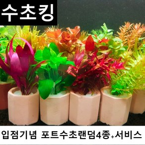 수초킹 키우기 쉬운 포트수초랜덤4개