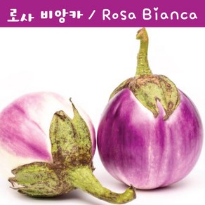 로사 비앙카 Rosa Bianca 예쁜가지 희귀가지 키우기세트 교육 체험용 세트, 1개