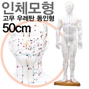 행림 고무우레탄 남자인체모형 50cm, 1개