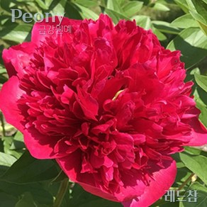 작약(Peony) 숙근 입고 '레드참'(2~3촉) -망설이시면 품절 되요!^^- 금강원예, 1개