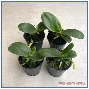 [재희난] 대엽풍란4개, 4개