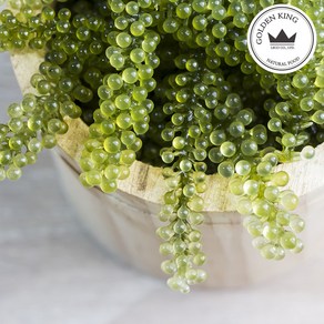 골든킹 프리미엄 바다포도 우미부도 SEA GRAPES 100g ASMR