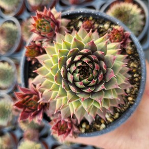 아만다 바위솔 노지월동 9cm포트 분채 선별발송, 1개, 계절별