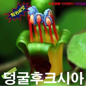 생일케이크꽃 덩굴후크시아 5립, 1개