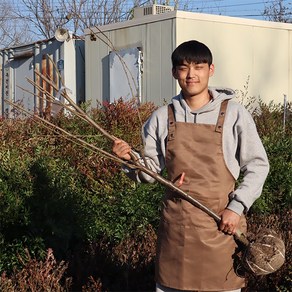 푸룬 서양 자두나무 묘목 3년생 결실주, 1개