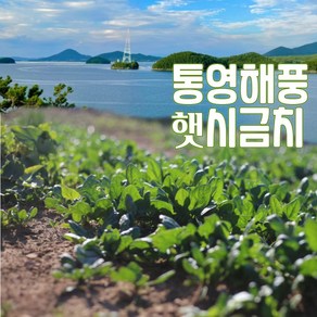 영양많은 통영노지 햇시금치 400g 1단 산지직송, 시금치 1단 400g, 1개