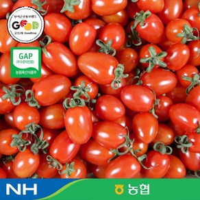 전대표 농협선별 굿뜨래 대추방울토마토2kg mini tomato, 1개, 2kg(1~3번과)