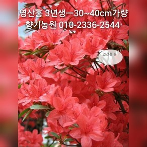 철쭉 묘목20주(영산홍 자산홍 백철) 30~40cm가량판매