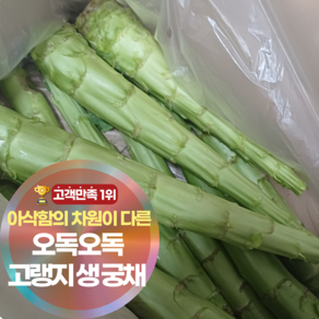 삼시세끼연구소 한달만 나오는 국산 궁채 생궁채 줄기상추, 1박스, 2kg