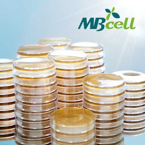 PCA (Plate Count Agar) Plate/ MBcell 미생물 배지/ 생배지-제조된 배지/ 일반세균 배양배지