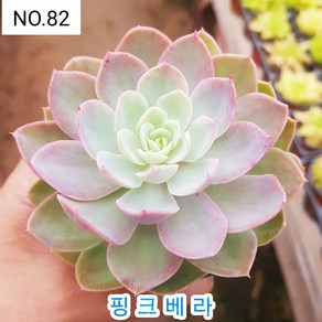 다육식물- 희귀 다육 100가지 모아보기, [NO. 82] 9cm 포트, 1개