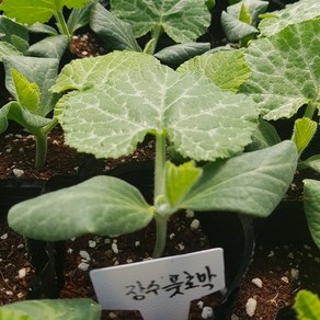 [모종모종]풋호박 2주 (조선호박)(농우바이오)주문하시면 2주 드립니다